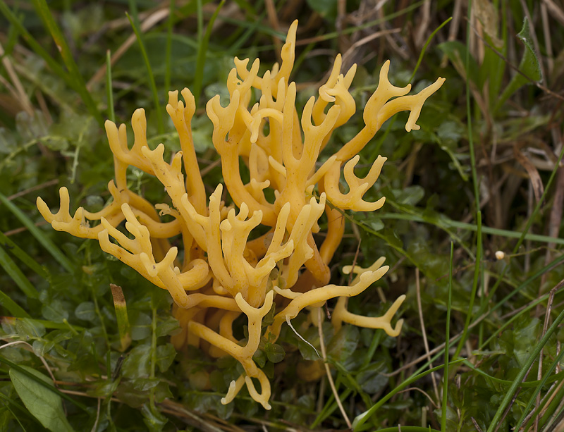 Clavulinopsis corniculata